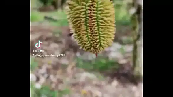 Video Xac Minh 6